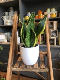 Sansevieria Laurentii  ‘Snake Plant’