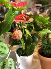 Anthurium Gift