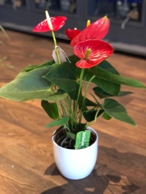 Anthurium Gift